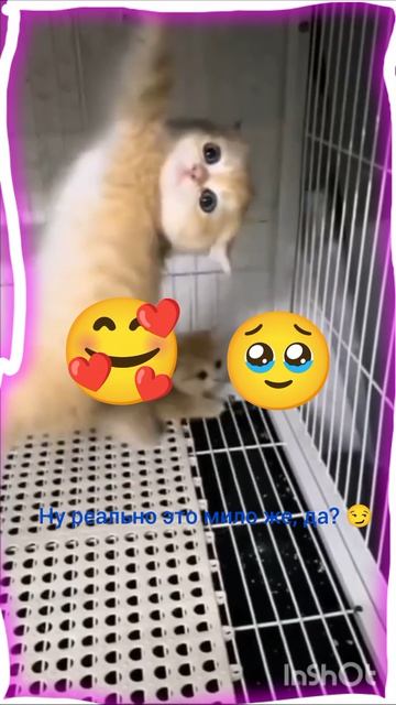 Котики это классно!👍 (На Английском:Cats Are Cool!