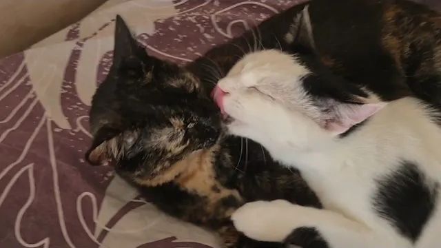 Алиса Неземная. ЕЩЁ РАЗ ПРО КАЖДОГО КОТА😻ПО ПРОСЬБЕ ПОДПИСЧИЦ🥰 ВСЕ КОТИКИ МОИ,РОДНЫЕ❤️ смотреть онлайн