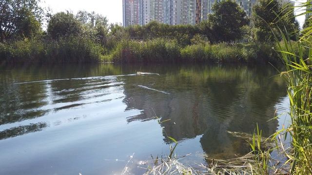 Яхта в озере
