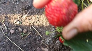 Соберу клубнику!🍓 💥
Поговорим!❤️