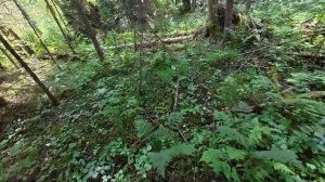 ПОЕХАЛ ЗА ЛИСИЧКАМИ, А НАШЁЛ НАСТОЯЩИЙ МЕТЕОРИТ!