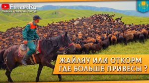 🐑Фермеры у Бауржана Оспанова. Овцы на жайляу после перегона. Взвешивание овец. Сакский курган.
