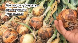 Убираем лук-репчатый. Два признака, что лук уже пора убрать