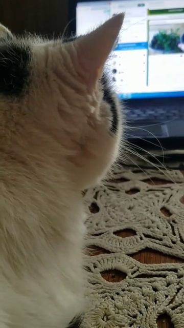 Вдвоем с котом...)))
