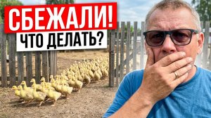 ГУСИ УСТРОИЛИ ПОБЕГ! 😱 Срочно строю загон 🛠️