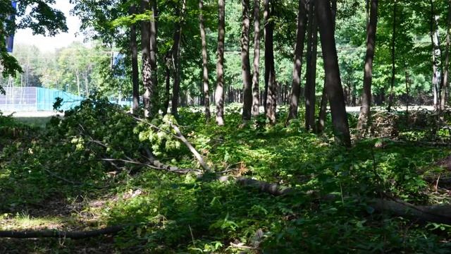 Бурелом в лесу после урагана в районе ЦОПа . 3 выпуск. г Саранск ( 02.07.2018)#148 смотреть онлайн