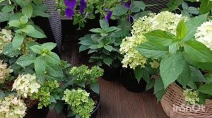 Сезон метельчатых гортензий 🌿🌺❤️