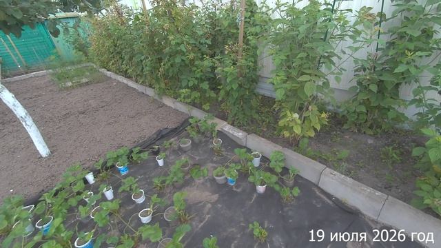 7 соток. Задержалась до вечера. Что сделала на даче? Хроника 19 июля 2026 год.