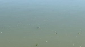 Белый Амур на основном, отлично адаптиовался