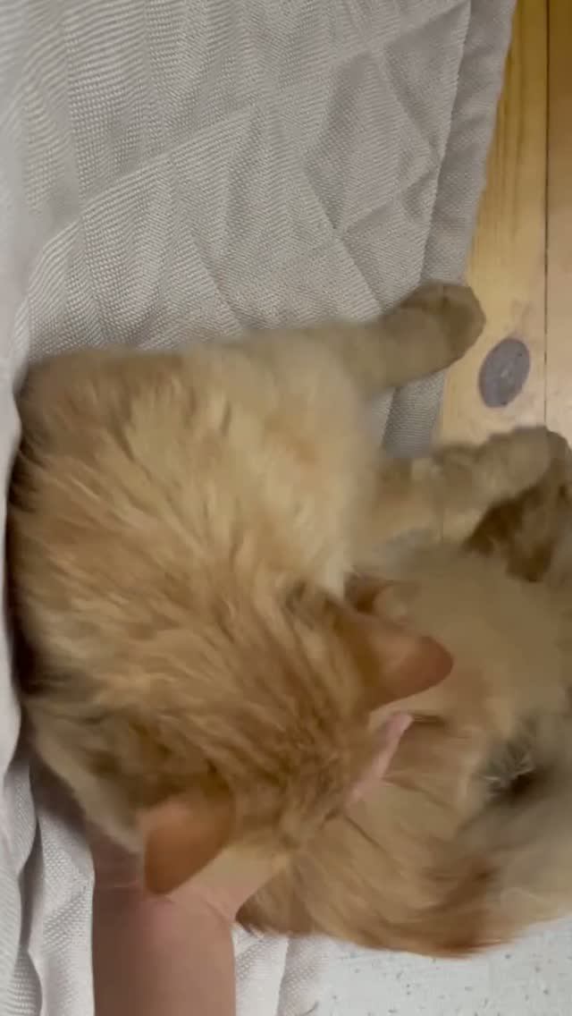 Кот покусал