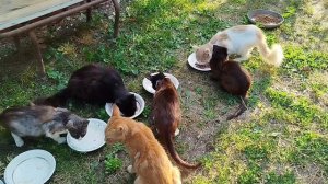 Один день из жизни кошек, будем рады помощи!😺😽🐱🥣