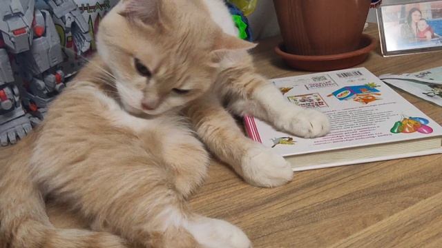 мяу мяу🐱