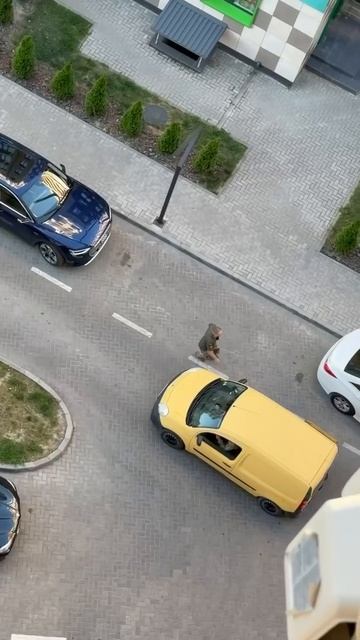 Житомир. Смотрите, как полицаи быстро похищают человека...