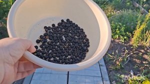 Наши 8,4 сотки 🏡 Кила на капусте🤷♀️Собрала остатки ягод.
