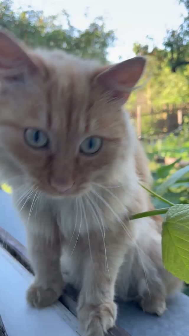 Котики