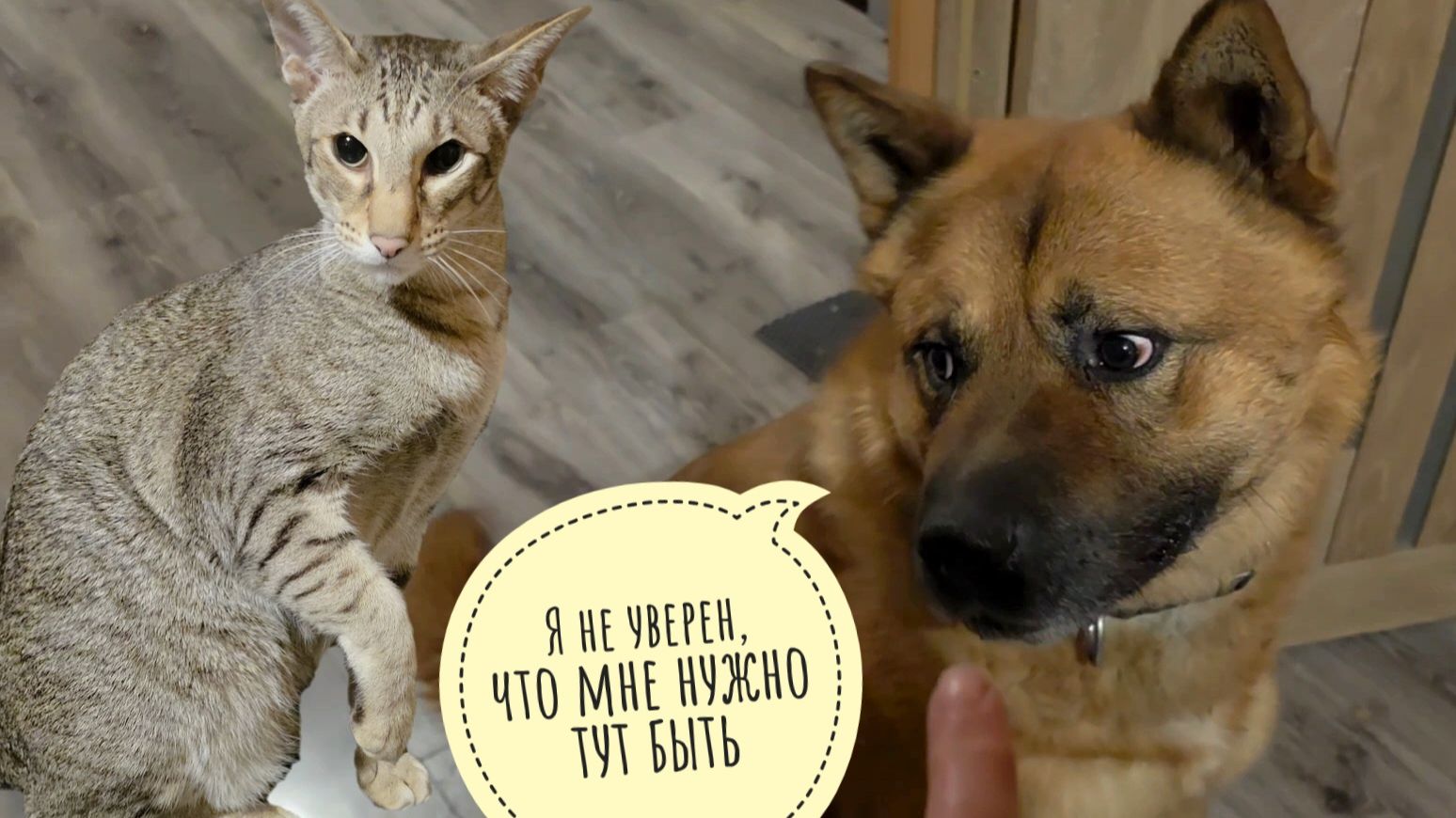 Кошка Морошка пасёт фазанов. Треугольный кот в стадии принятия Пса Кубика. Ёжик на охоте смотреть онлайн