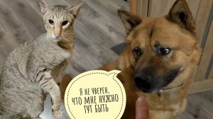 Кошка Морошка пасёт фазанов. Треугольный кот в стадии принятия Пса Кубика. Ёжик на охоте