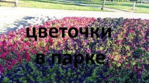 Цветочки в парке Солнечный, Таловая 18.07.2026
