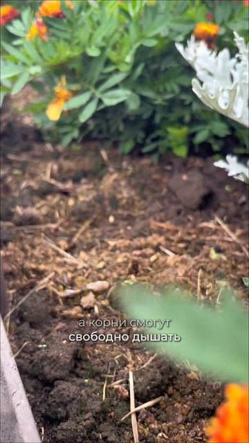 🌧️ После дождей цветы выглядят не лучшим образом? Не спешите расстраиваться!