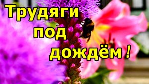 ШУМ МОСКВЫ И КАПЛИ ДОЖДЯ: ШМЕЛИ ЗА РАБОТОЙ! ИЮЛЬ 2026.