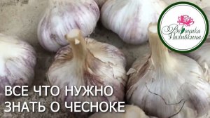 Все, что нужно знать о чесноке