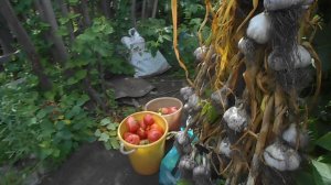 СОБИРАЕМ УРОЖАЙ И ЕДЕМ ДОМОЙ