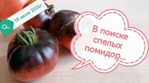 В поиске первых спелых помидор.18-07-2026