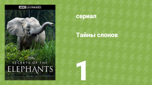 Тайны слонов 1 серия «Саванна» (документальный сериал, 2023)