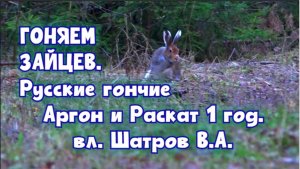 ГОНЯЕМ  ЗАЙЦЕВ.Русские гончие Аргон и Раскат 1 год. вл. Шатров В.А.#охота #топ #hunting