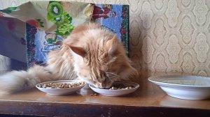 Симона кушает, а Молли и Белла внизу облизываются!  VID_20260717_175530