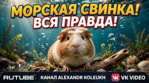 МОРСКАЯ СВИНКА! ВСЯ ПРАВДА О ЖИВОТНОМ!