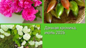 Дачная хроника, июль 2026. Томаты, цветы