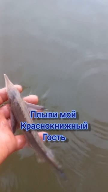 Отпустил краснокнижного