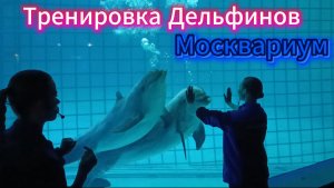 Тренировка Дельфинов Москвариум
