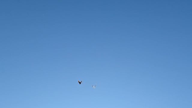 1000110896.mp4 Голуби на даче. смотреть онлайн
