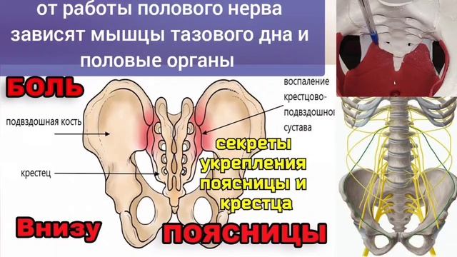 Проблемы с крестцом, тазом, половой системой, суставами ног? Освободите крестцово-паховые линии