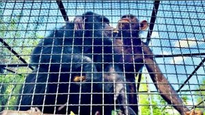 Вот это ЛЮБОВЬ❤️!От неожиданности я просто вошла в ступор Марика и Манюню СОЕДИНИЛИ❤️