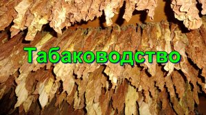 Обзор плантации: Дожди идут - Табак растёт - Лист вызревает.