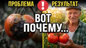 Вот ПОЧЕМУ помидоры гниют снизу и, и почему СКОРЛУПА не работает