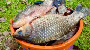 КАРАСИ 1КГ+ 🐠🐠🐠 ПРУТ ТОРПЕДАМИ!!!