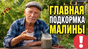 Малина в ИЮЛЕ: дайте это, и ягоды нальются вдвое крупнее!