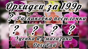 Орхидеи за 199р. Уценка из ОрхоРай. Распаковка обзор орхидей