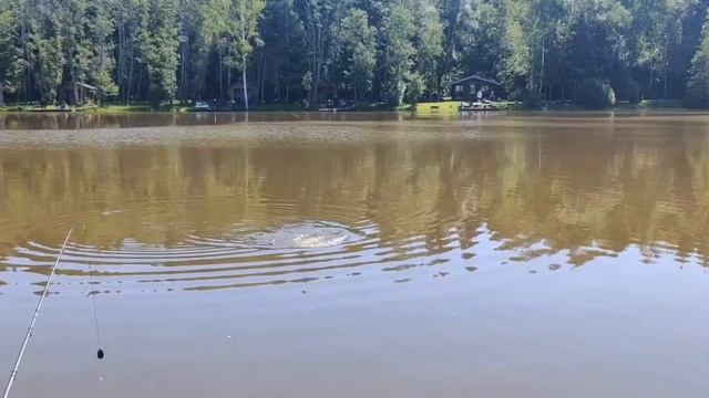 поимка сома на песчаном берегу смотреть онлайн