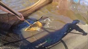 Зарыбление осетром нижнего водоёма 100 кг. Клёвое место, Лосиный остров.