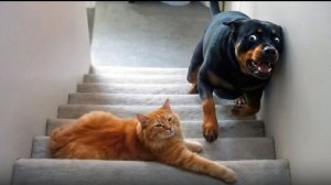 🚨КОШКИ ПОКАЗЫВАЮТ СОБАКАМ КТО В ДОМЕ ХОЗЯИН😹😈