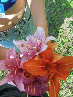 больница аномальных животных
