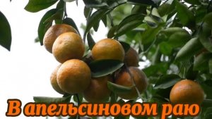 Сбор урожая в апельсиновом раю: один день из жизни фермера, выращивающего апельсины
