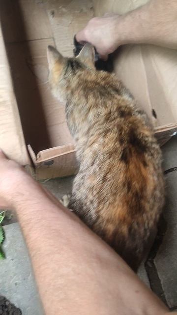 КОТЯТА!!!!