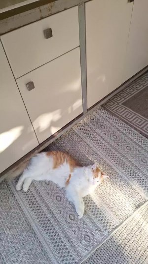 Вероника и Мася