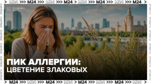 Аллергиков предупредили о цветении злаков и полыни в Москве - Москва 24